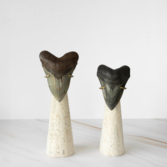 Colmillo de megalodón chico con base en travertino