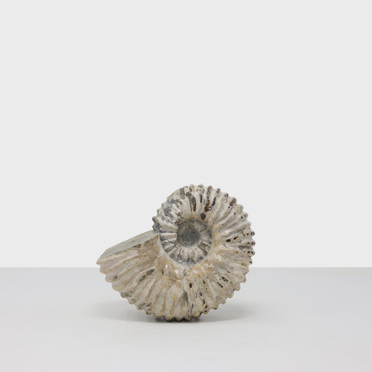 Ammonite I.