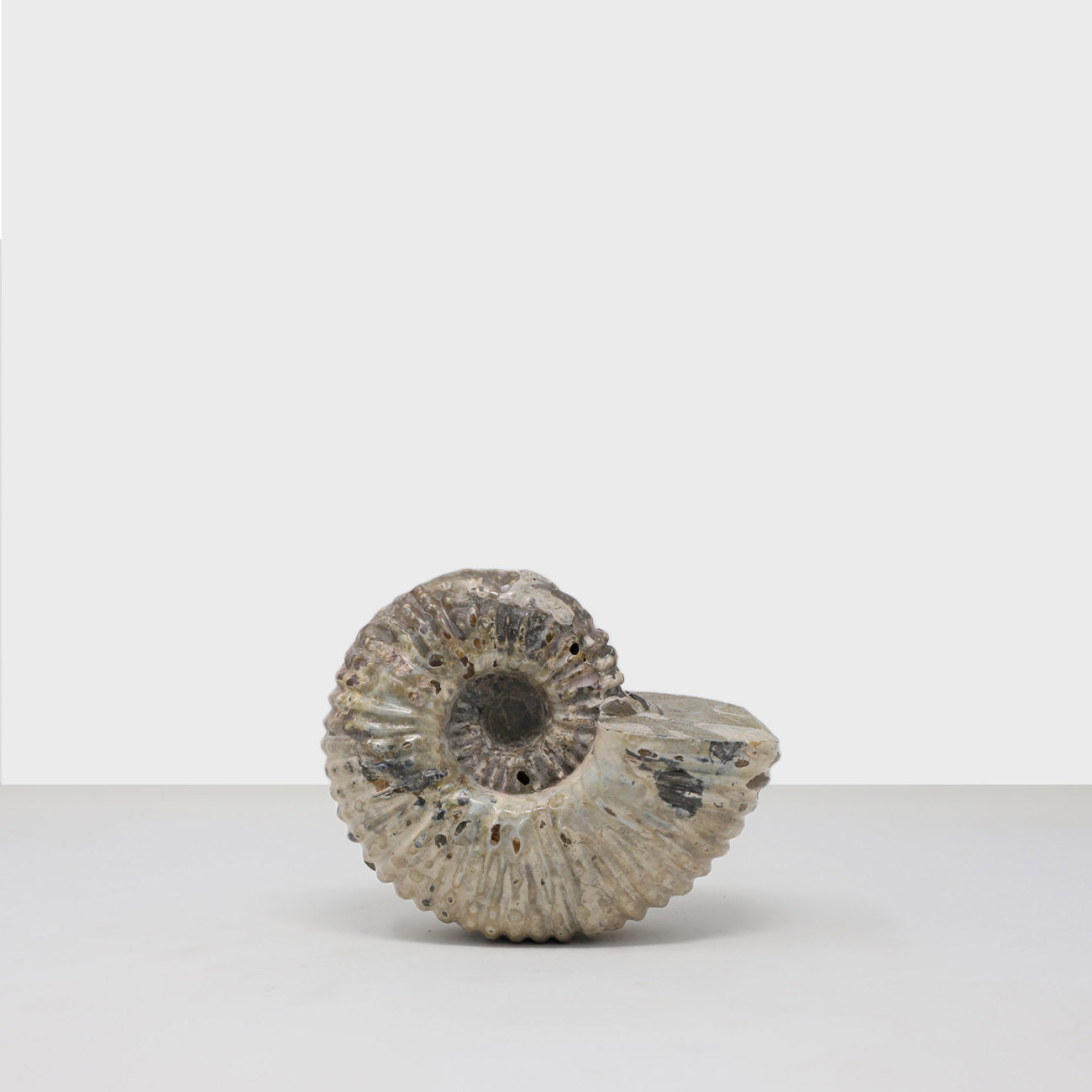 Ammonite VI.