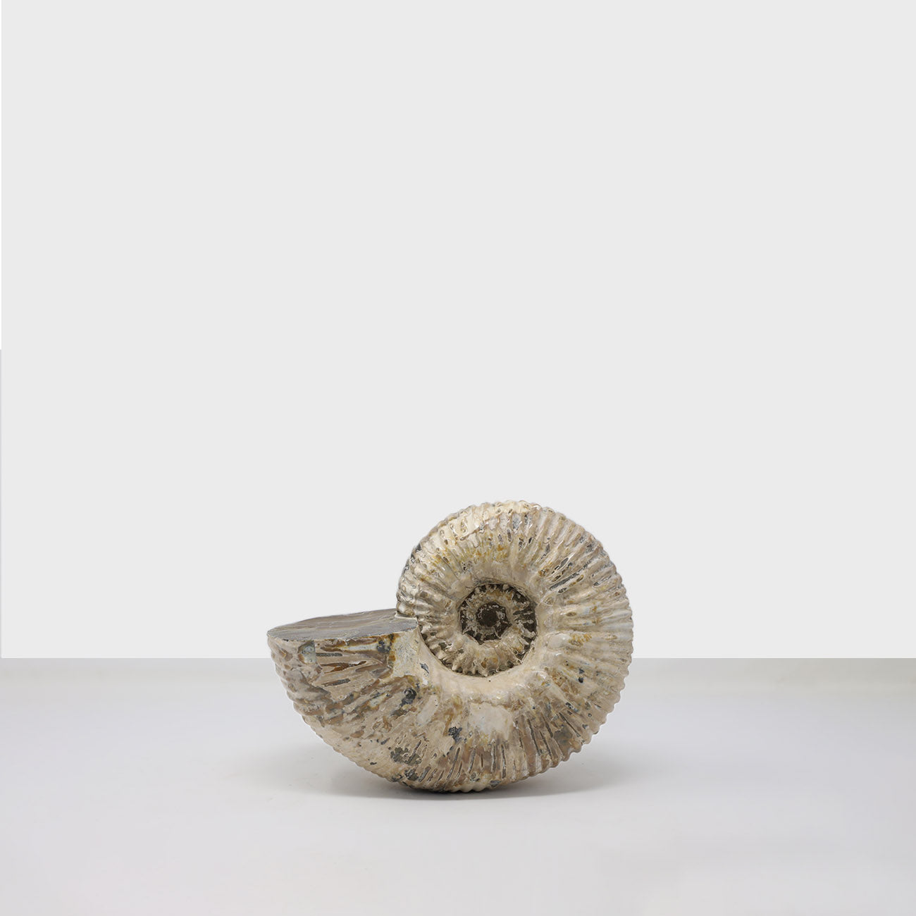 Ammonite IX.