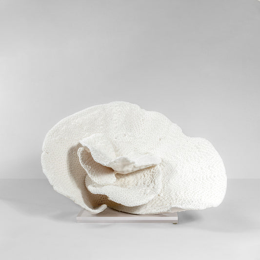 Coral Blanco Orejón III.