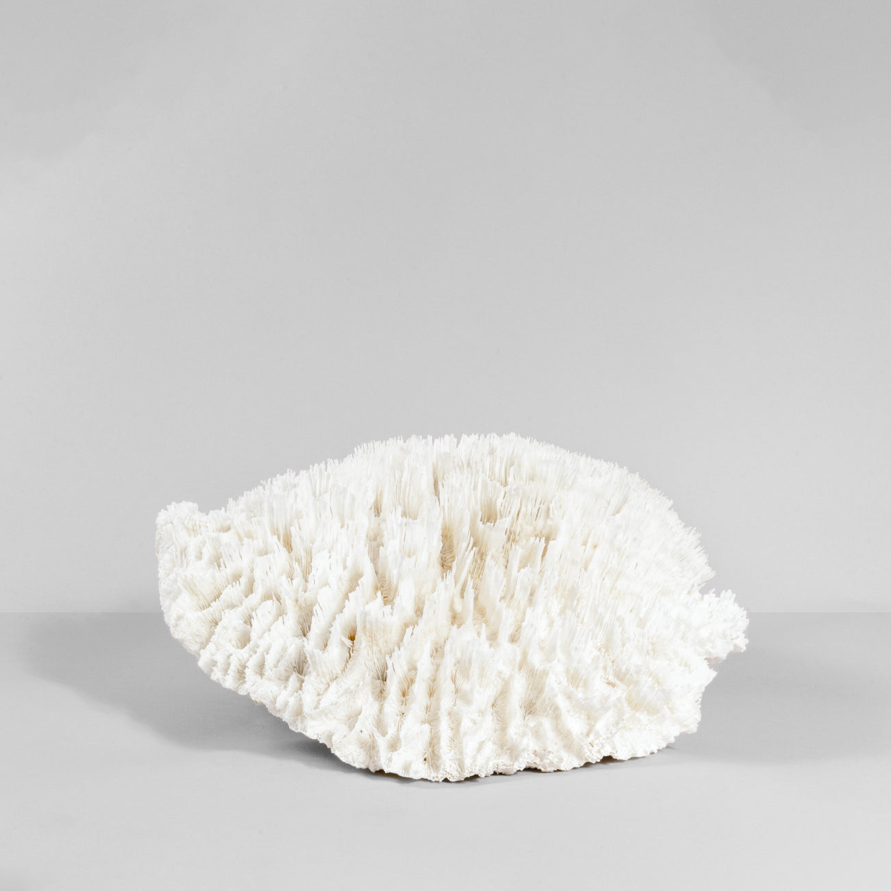 Coral Anémona IV.