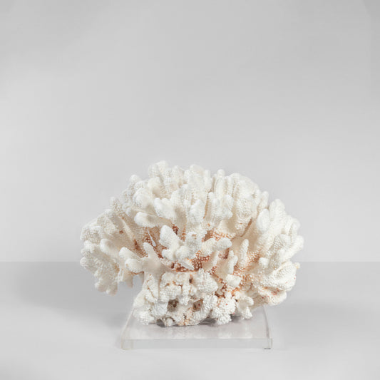 Coral Blanco Coliflor V.