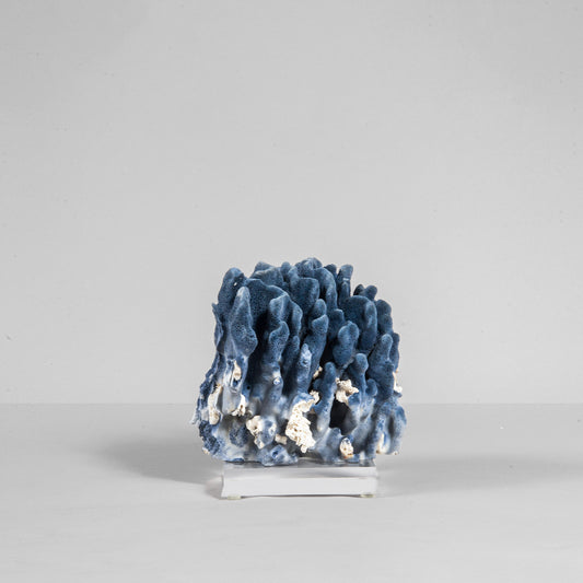 Coral Azul Lechuga VII.