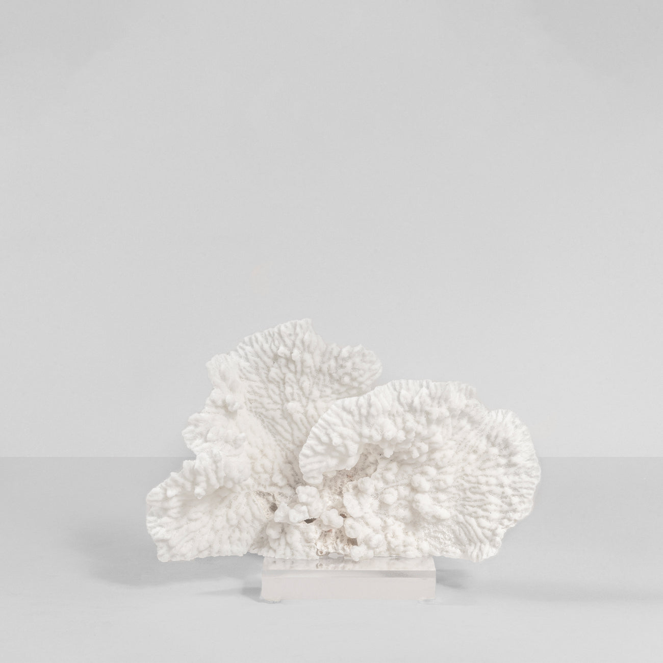 Coral Blanco Orejón VIII.