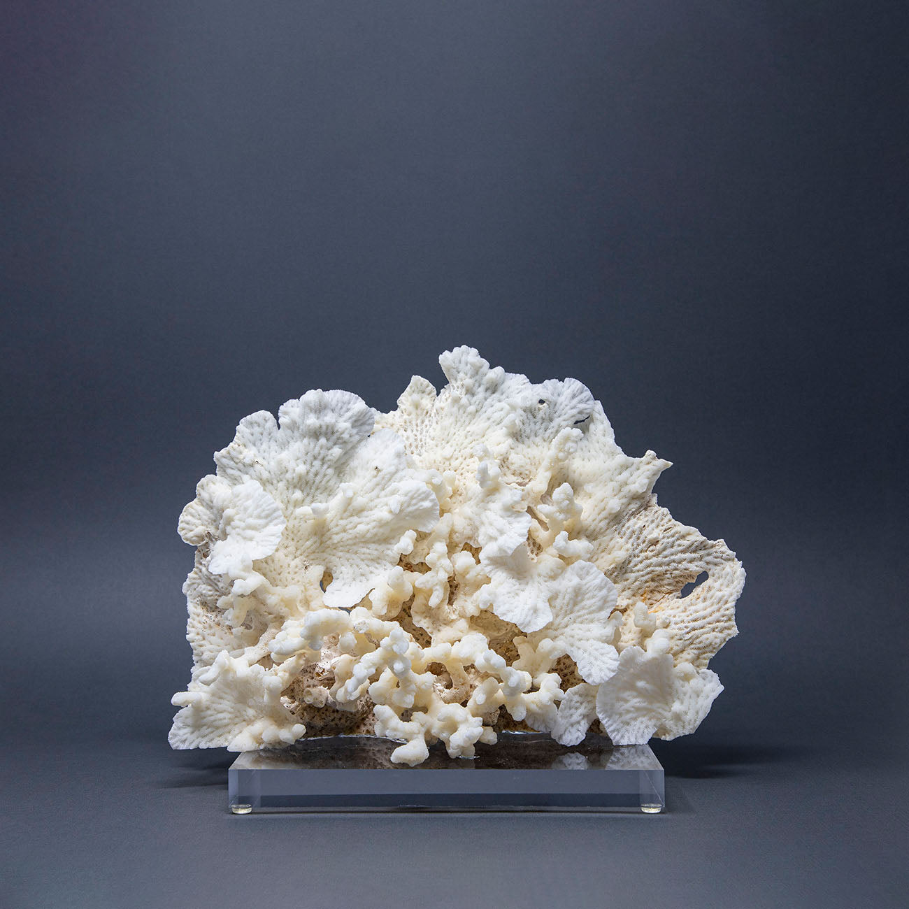 Coral Blanco Orejón IX.