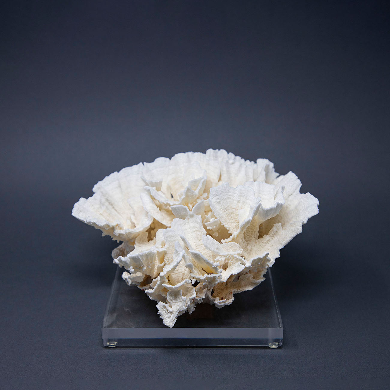 Coral Lechuga XIV.