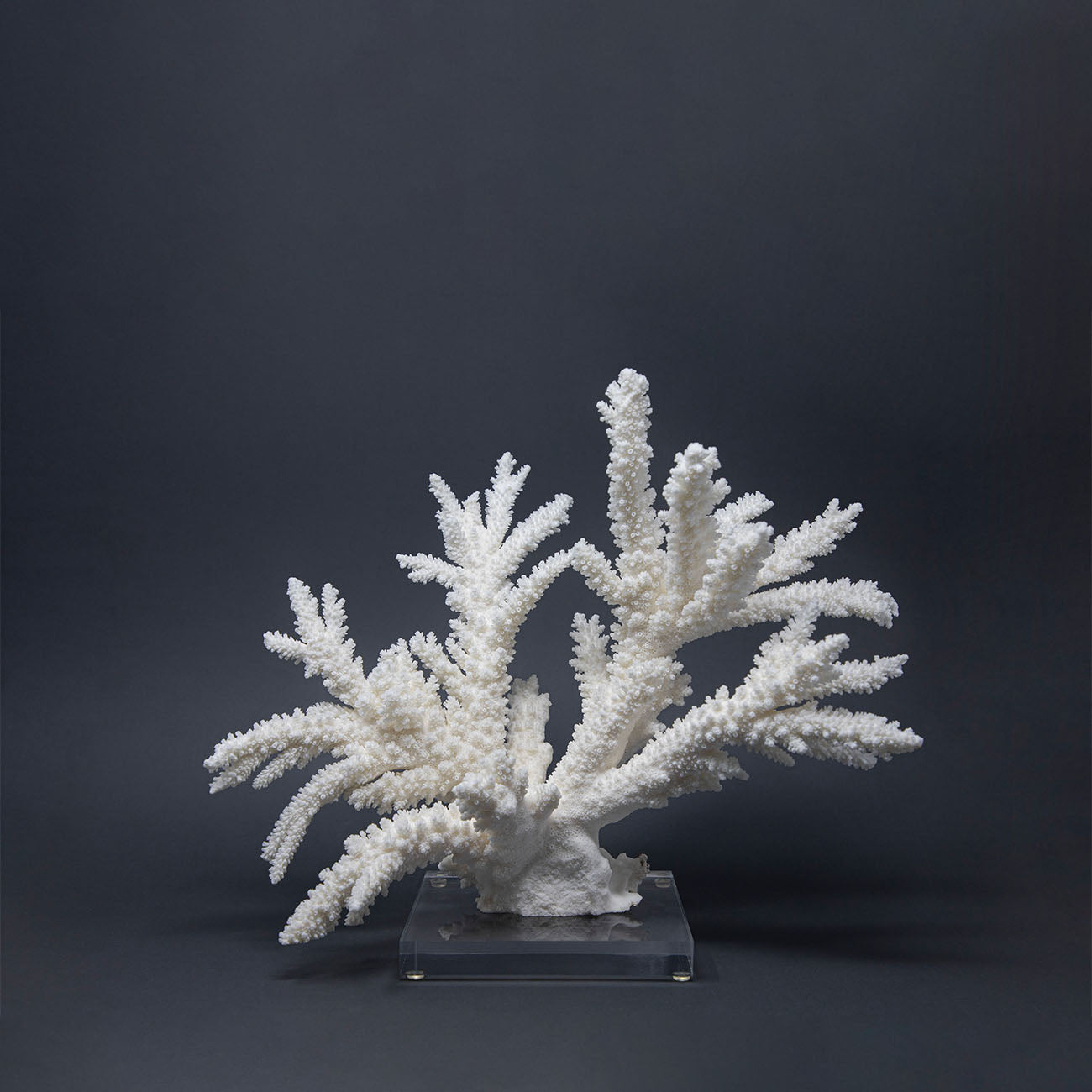 Coral Ramificado XVIII.