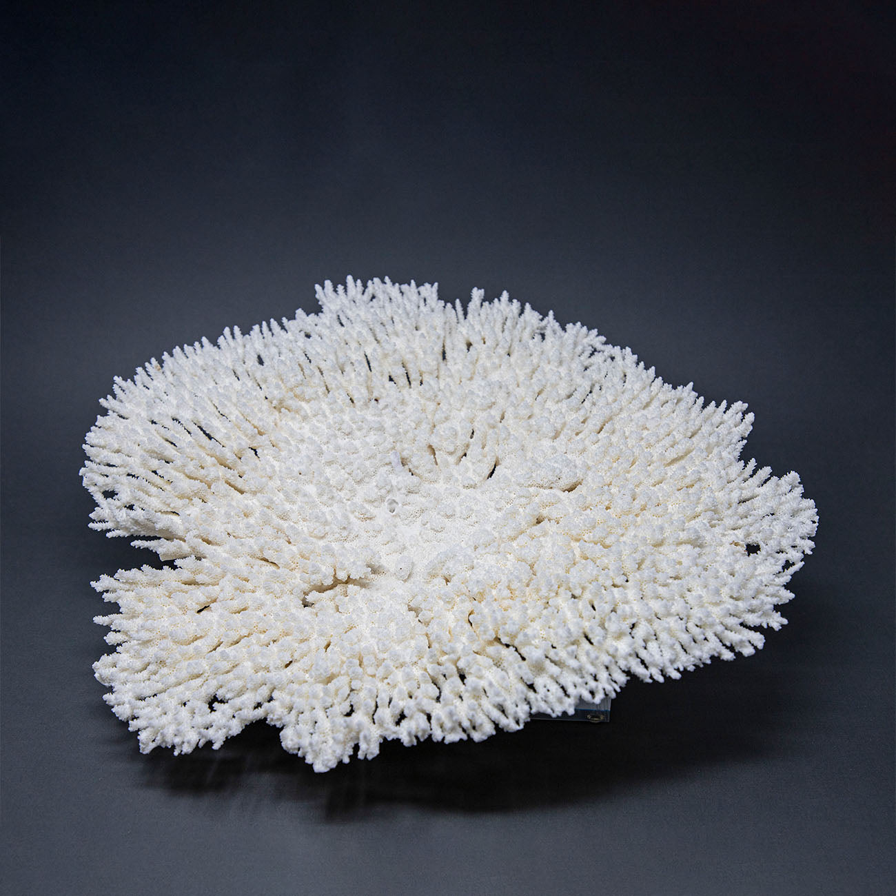 Coral Nido XXI.
