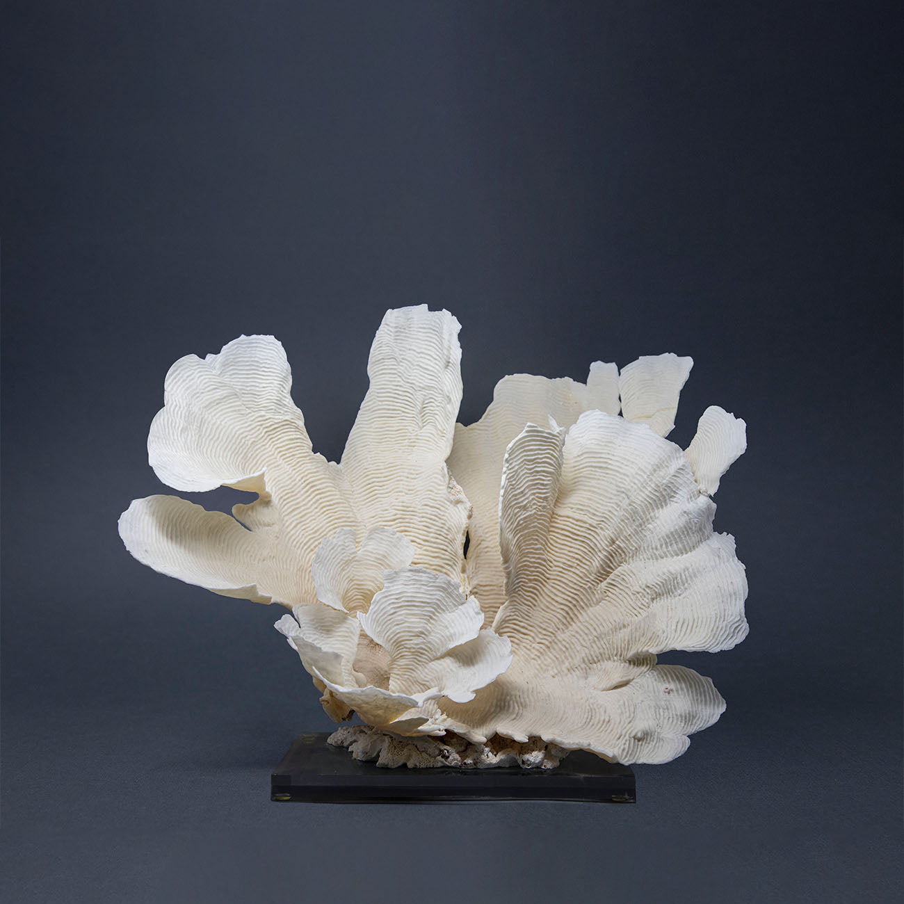 Coral Lechuga XXII.