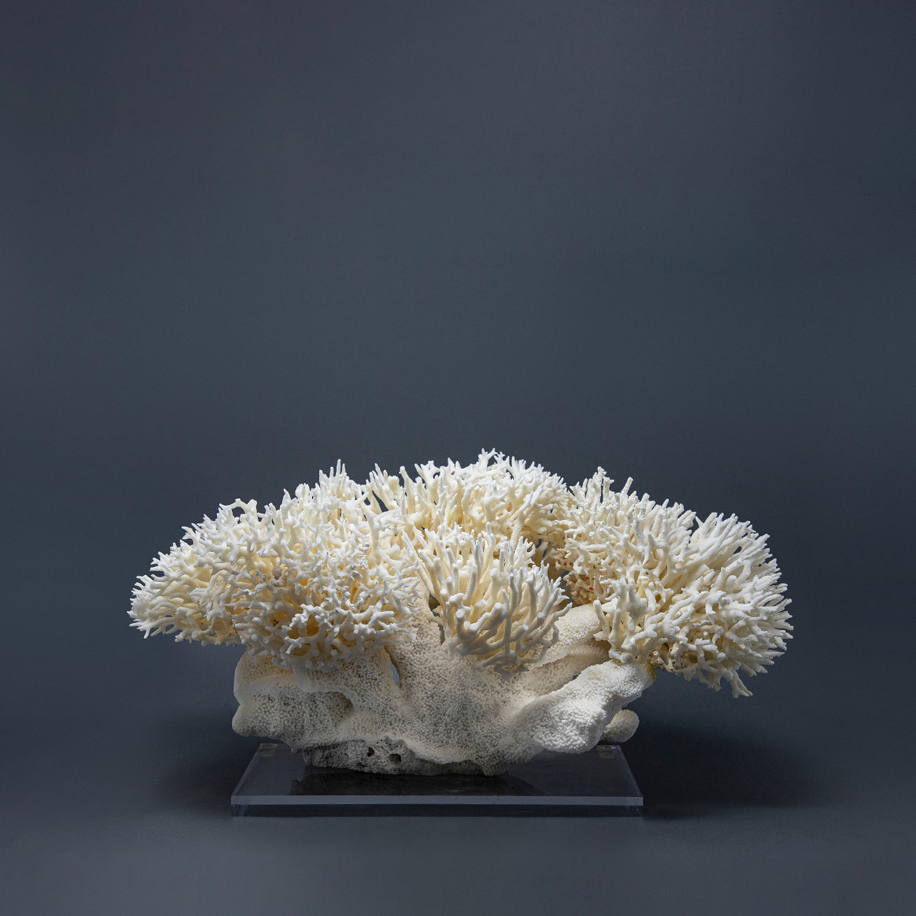 Coral Nido XXIII.