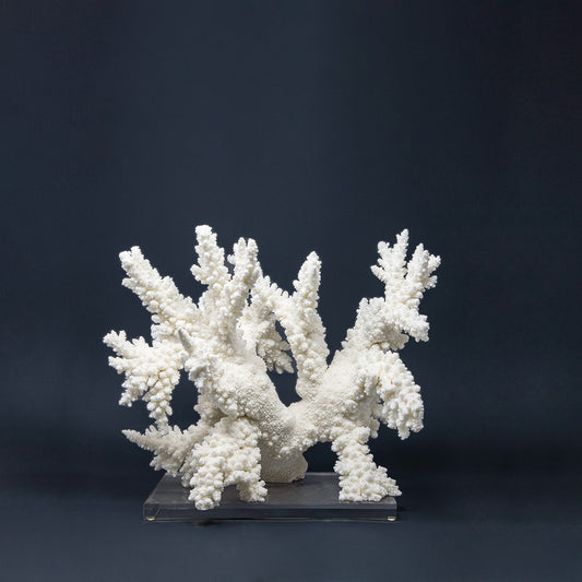 Coral Ramificado XXIV.