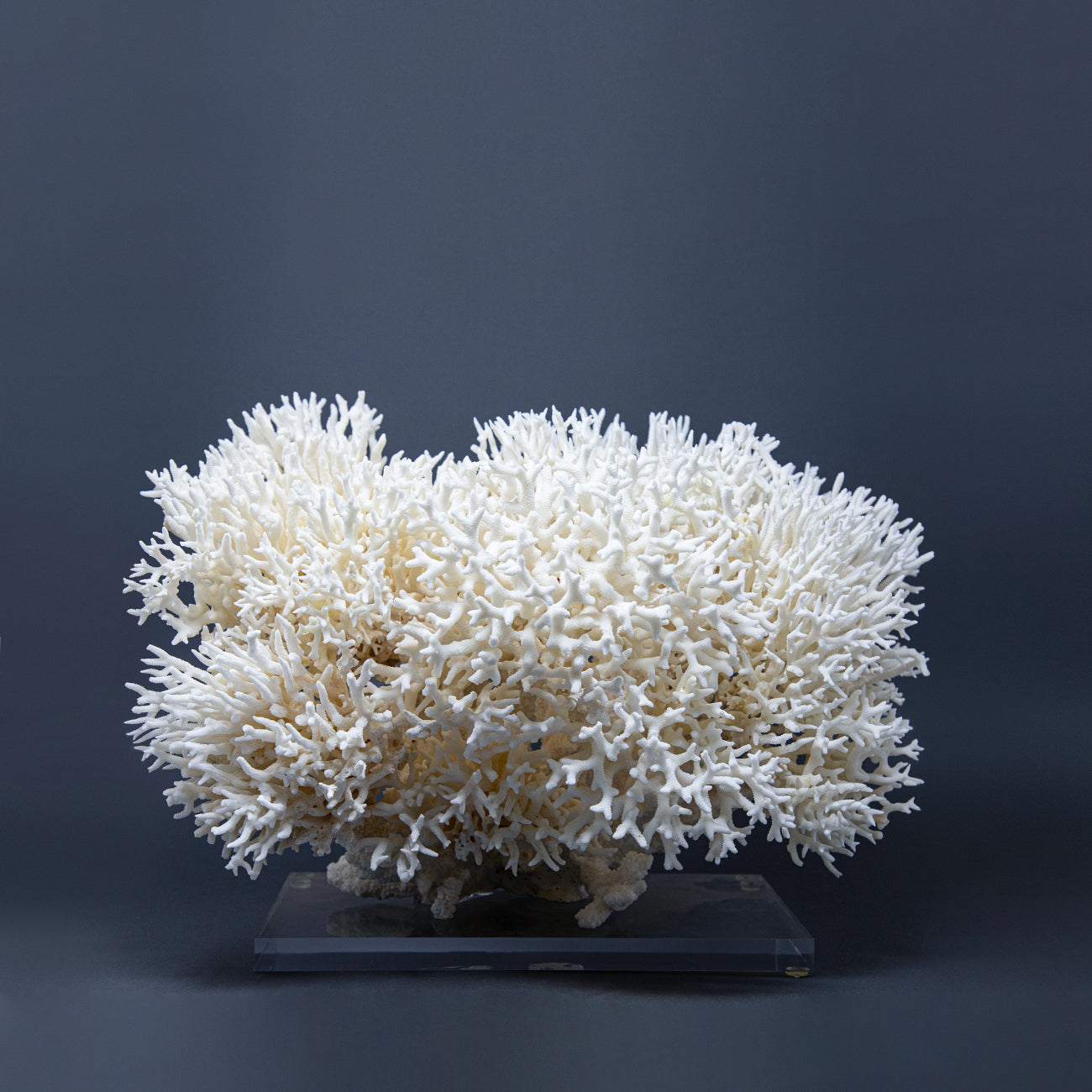 Coral Nido XXVI.