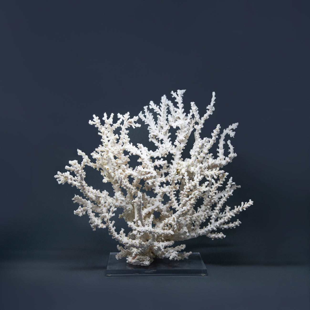 Coral Pulpo XXVIII.