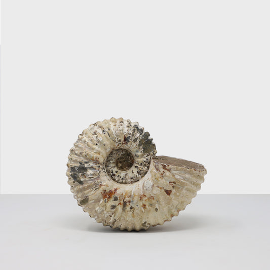 Ammonite II.