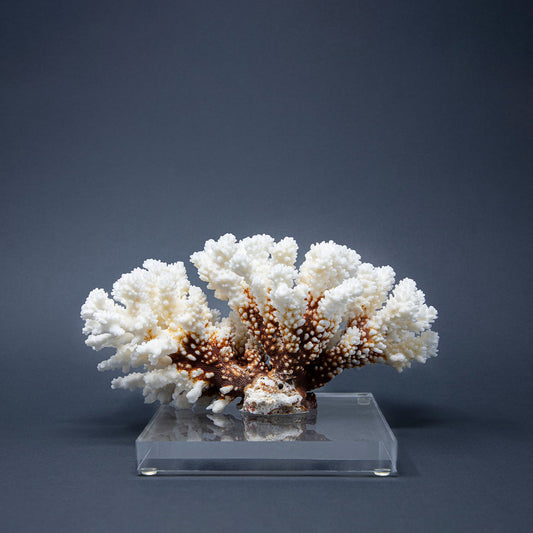 Coral Blanco Coliflor XI.