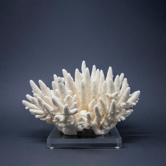 Coral Blanco Ramificado XII.