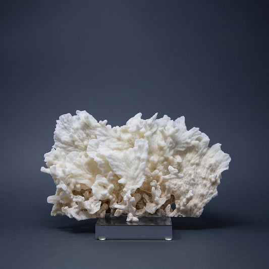 Coral Lechuga XV.