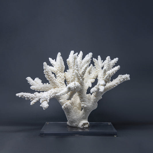 Coral Ramificado XXVII.